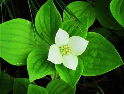 Adirondack Wildflowers:  Bunchberry (Cornus canadensis) in bloom at the Paul Smiths VIC